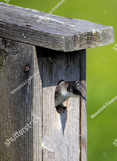 barn-swallow-platform-to-nest