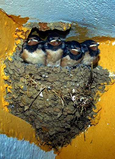 barn-swallows-in-nest